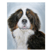 Zara, Berner Senner hond, acryl op doek 24 bij 30 cm, 2017 in opdracht